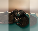 Small #6 American Staffordshire Terrier-Labrador Retriever Mix
