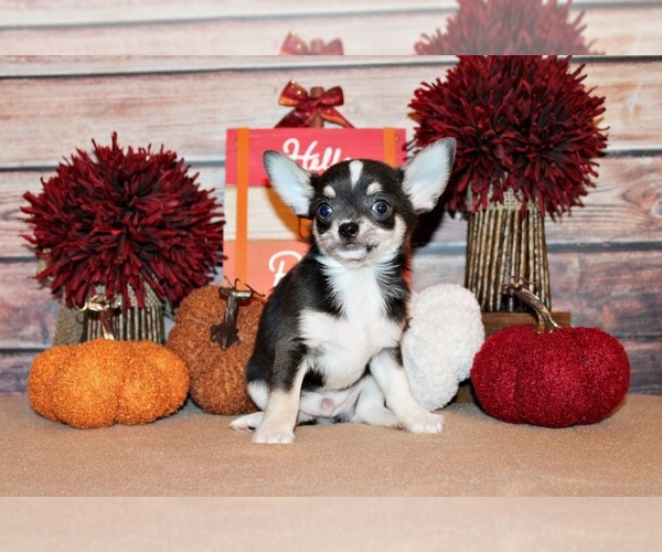 Medium Photo #91 Chihuahua Puppy For Sale in CHARLESTON, AR, USA