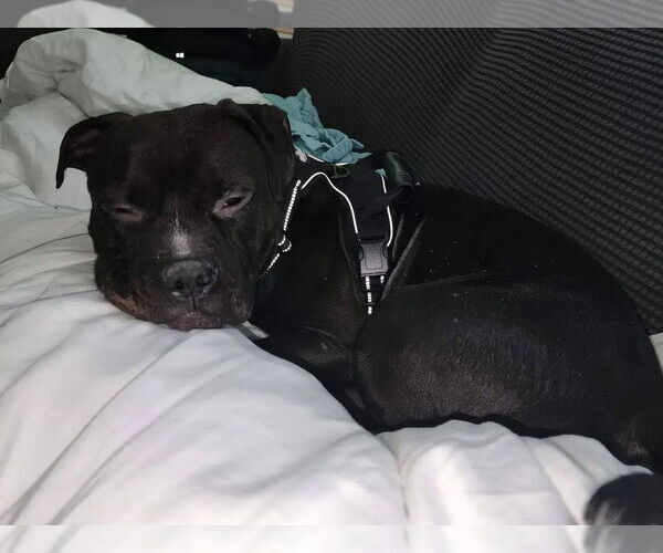 Medium Photo #4 Staffordshire Bull Terrier-Unknown Mix Puppy For Sale in Chandler, AZ, USA