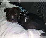 Small #3 Staffordshire Bull Terrier Mix