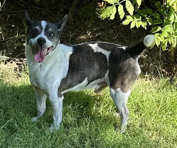 Medium Photo #2 Rat-Cha Puppy For Sale in Phoenix, AZ, USA