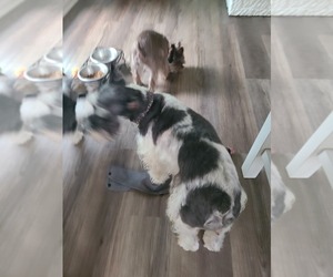 Mother of the Schnauzer (Miniature) puppies born on 04/04/2025