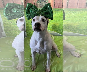 Clara - Female Boxer-Unknown Mix Dog for Adoption - Photo #3