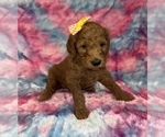 Small #12 Poodle (Standard)