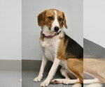 Small #1 Beagle Mix