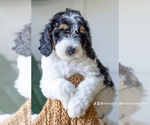 Puppy Pickles Bernedoodle (Miniature)