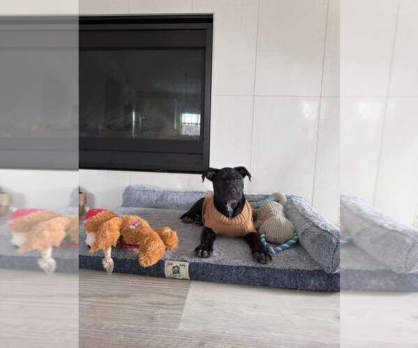 Medium Photo #10 Mutt Puppy For Sale in Holly Springs, NC, USA