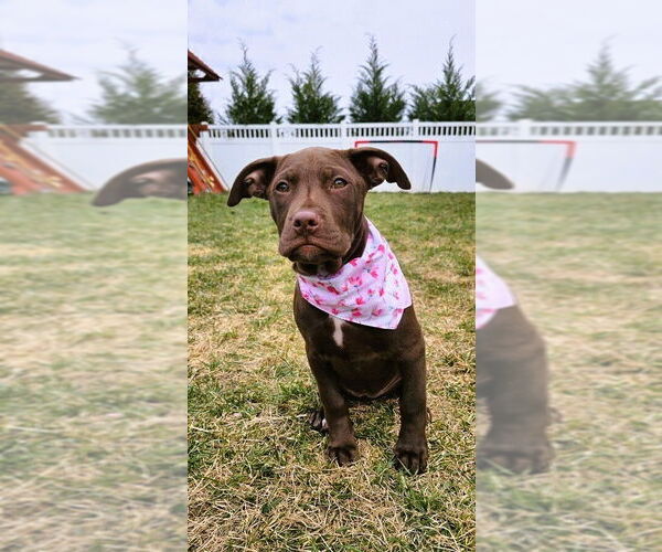 Medium Photo #15 Mutt Puppy For Sale in Mooresville, NC, USA