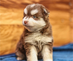 Small Photo #2 Pomsky Puppy For Sale in TAMPICO, IL, USA