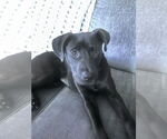 Small #13 Labrador Retriever Mix