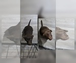 Image preview for Ad Listing. Nickname: Chocolate Lab P