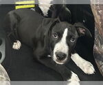 Small Labrador Retriever Mix