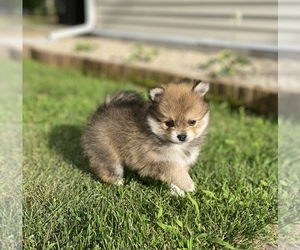 Pomeranian Puppy for sale in NORTH MUSKEGON, MI, USA