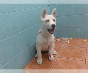 Siberian Husky Dogs for adoption in Downey, CA, USA