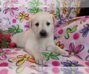 English Cream Golden Retriever-Labrador Retriever Mix Puppy for sale in SHILOH, OH, USA