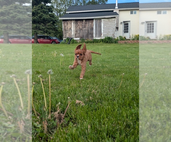 Medium Photo #2 Cavalier King Charles Spaniel Puppy For Sale in SEMPRONIUS, NY, USA
