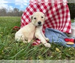 Small #13 Goldendoodle