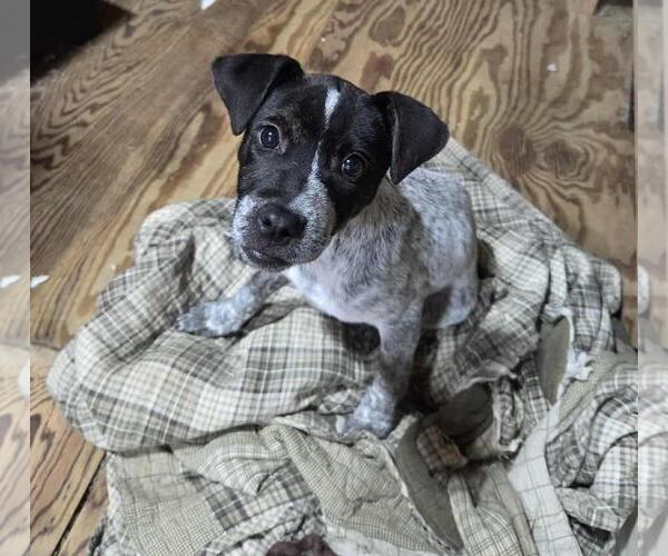 Medium Photo #1 Pointer-Unknown Mix Puppy For Sale in Coldwater, MI, USA