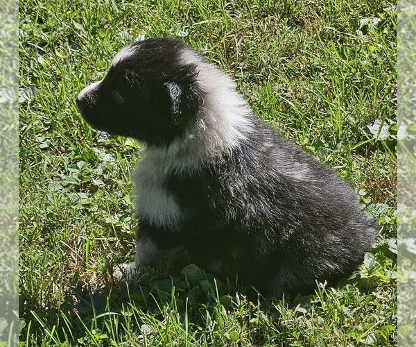 Medium Photo #6 Australian Shepherd Puppy For Sale in NELSON, VA, USA