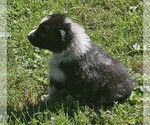 Steven - Male Australian Shepherd Puppy for Sale - Photo #6