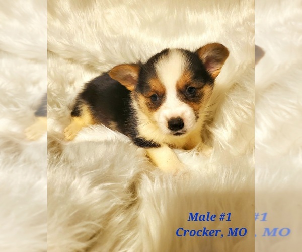 Medium Photo #2 Pembroke Welsh Corgi Puppy For Sale in RICHLAND, MO, USA