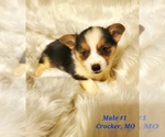 Small Photo #2 Pembroke Welsh Corgi Puppy For Sale in RICHLAND, MO, USA