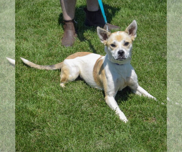 Medium Photo #3 American Staffordshire Terrier-Boxer Mix Puppy For Sale in Huntley, IL, USA