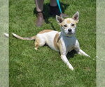 Small #2 American Staffordshire Terrier-Boxer Mix