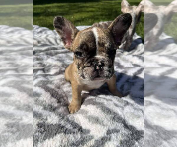 Medium Photo #2 French Bulldog Puppy For Sale in SACRAMENTO, CA, USA