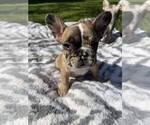 Small #1 French Bulldog