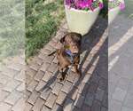 Small #1 Chocolate Labrador retriever Mix