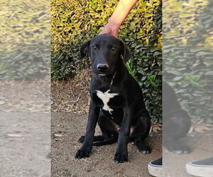 Labrador Retriever-Unknown Mix Dogs for adoption in Dana Point, CA, USA