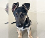 Small #1 German Shepherd Dog