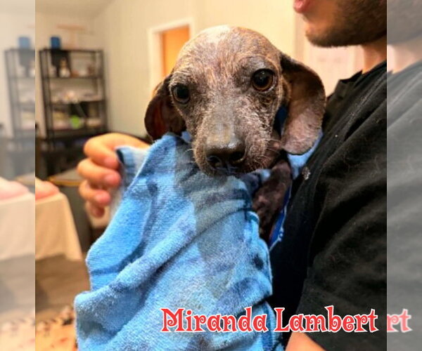 Medium Photo #17 Dachshund Puppy For Sale in San Antonio, TX, USA
