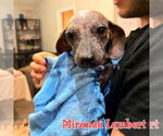 Small #16 Dachshund