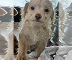 Small #1 Chiweenie