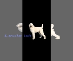 Small Photo #1 Poodle (Standard) Puppy For Sale in BARNETT, MO, USA