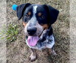 Small #1 Beagle Mix