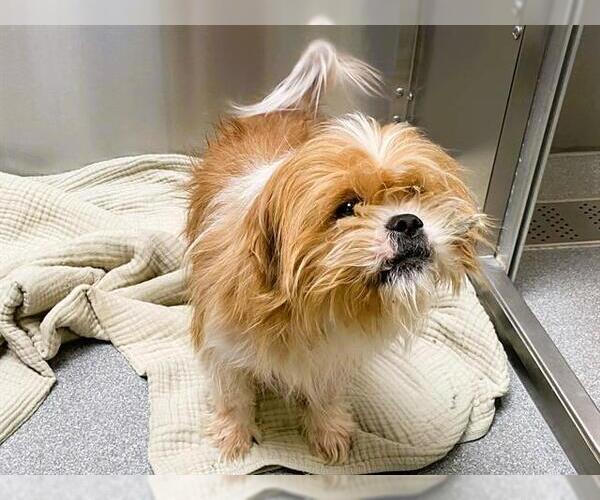 Medium Photo #1 Lhasa Apso-Unknown Mix Puppy For Sale in Orange, CA, USA