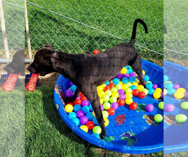 Medium Photo #5 Labrador Retriever-Unknown Mix Puppy For Sale in Rootstown, OH, USA