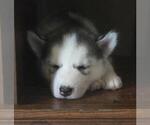 Puppy Puppy 1 Siberian Husky