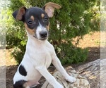 Small #2 Jack-Rat Terrier