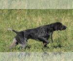 Small Photo #1 German Shorthaired Pointer Puppy For Sale in SCIO, OH, USA