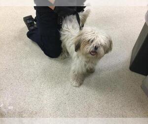 Shih Tzu-Unknown Mix Dogs for adoption in Riverside, CA, USA