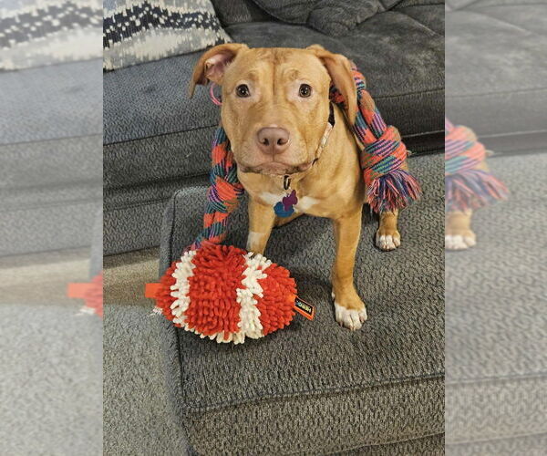 Medium Photo #1 American Pit Bull Terrier-Unknown Mix Puppy For Sale in Plymouth, MN, USA