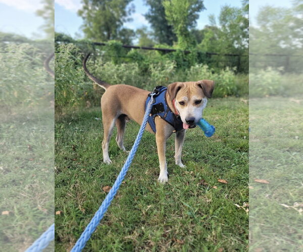 Medium Photo #2 Mutt Puppy For Sale in Rockaway, NJ, USA