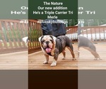 Small Photo #9 English Bulldog Puppy For Sale in CHESAPEAKE, VA, USA