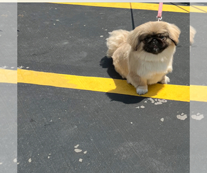 Mother of the Pekingese puppies born on 02/13/2025
