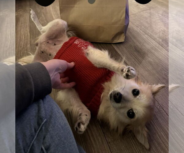 Medium Photo #7 Pomeranian-Unknown Mix Puppy For Sale in Fargo, ND, USA