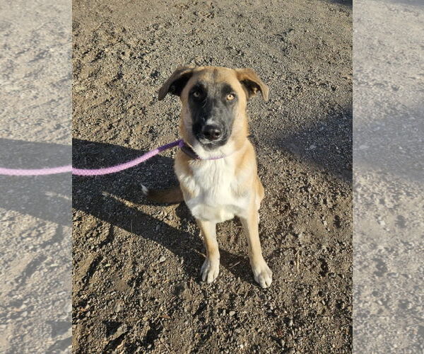 Medium Photo #2 Mutt Puppy For Sale in El Centro, CA, USA